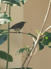 Aethopyga christinae