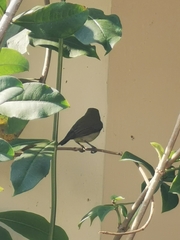 Aethopyga christinae