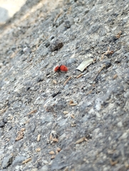 Dasymutilla erythrina