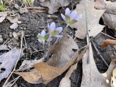 Hepatica