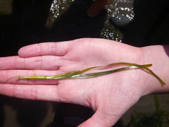 Zostera