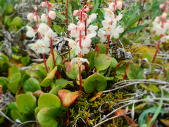 Pyrola grandiflora