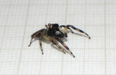 Vinnius subfasciatus