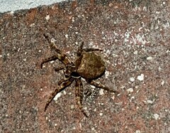 Acanthepeira