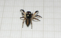 Vinnius subfasciatus