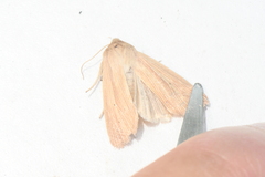 Mythimna oxygala