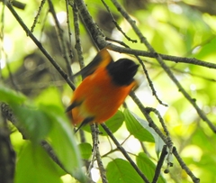 Pericrocotus flammeus