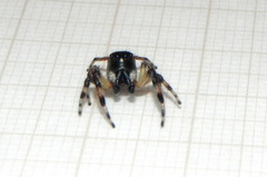 Vinnius subfasciatus
