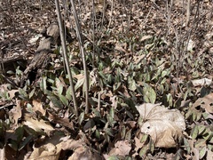 Erythronium