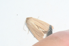 Mythimna oxygala