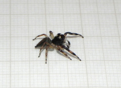 Vinnius subfasciatus