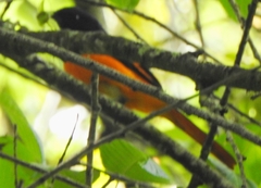 Pericrocotus flammeus