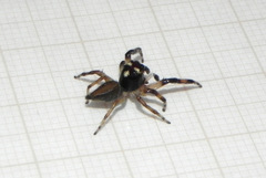 Vinnius subfasciatus