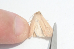Mythimna oxygala