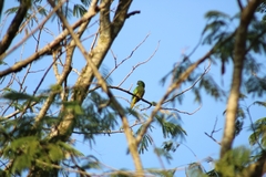 Eupsittula nana