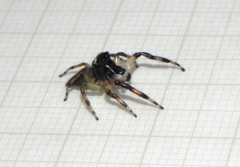 Vinnius subfasciatus