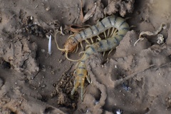Scolopendra polymorpha