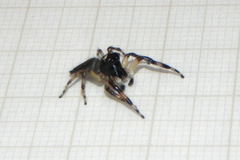 Vinnius subfasciatus