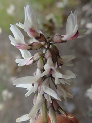 Astragalus australis