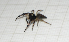 Vinnius subfasciatus