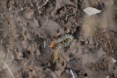 Scolopendra polymorpha