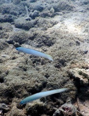 Ptereleotris microlepis