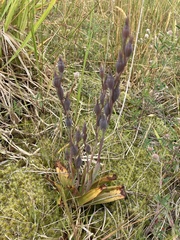 Thelymitra longifolia