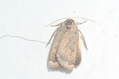 Abagrotis alternata