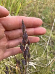 Thelymitra longifolia