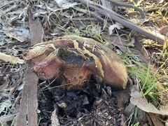 Butyriboletus