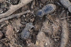 Cryptoglossa variolosa