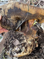 Butyriboletus