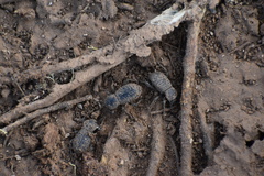 Cryptoglossa variolosa