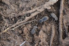 Cryptoglossa variolosa