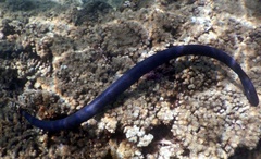 Emydocephalus annulatus