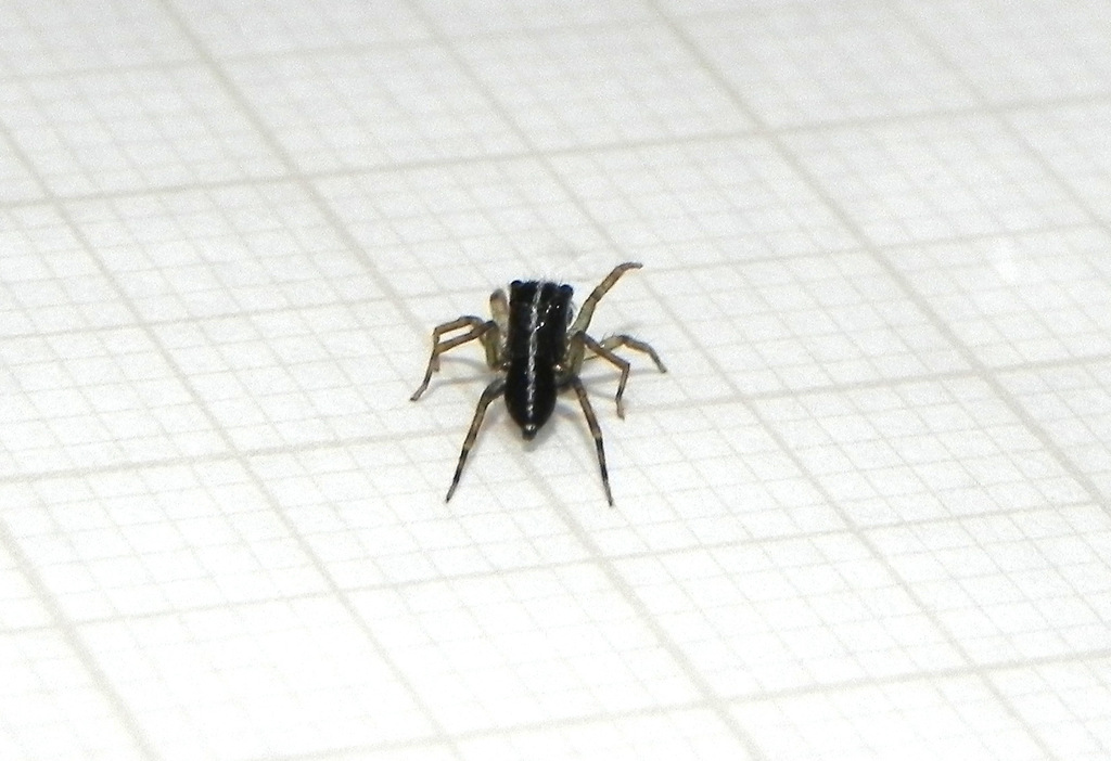 Amphidraus belzonte