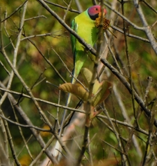 Psittacula cyanocephala