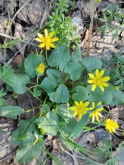Ficaria verna calthifolia