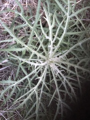 Malacothrix saxatilis