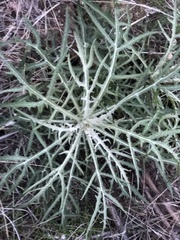 Malacothrix saxatilis