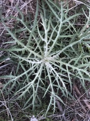 Malacothrix saxatilis