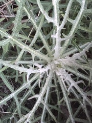 Malacothrix saxatilis