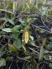 Erythronium americanum