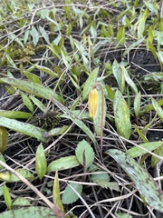 Erythronium americanum