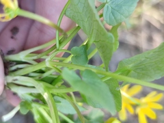 Ficaria verna calthifolia