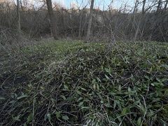 Erythronium americanum
