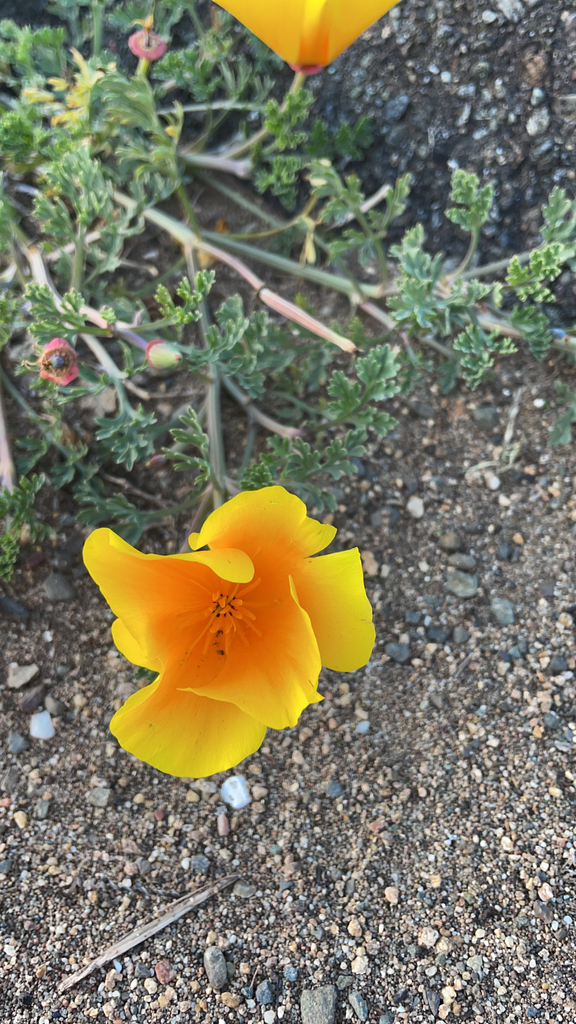 Point Reyes Poppy Flower California poppy from Point Reyes National Seashore, Marin County, US ...