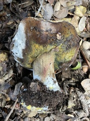 Boletus regineus