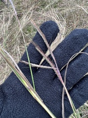 Dichanthium aristatum