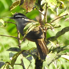 Montecincla fairbanki